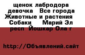 щенок лабродора девочка - Все города Животные и растения » Собаки   . Марий Эл респ.,Йошкар-Ола г.